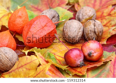 Foliage with walnuts and little apples