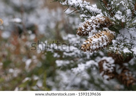 spruce branches with cones with snow close-up. winter background