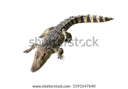 Picture of crocodile on a white background, this picture has clipping path.