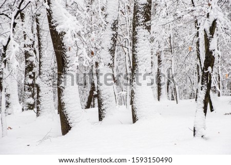 Many trees under snow at the winter time, winter forest park. Winter concept