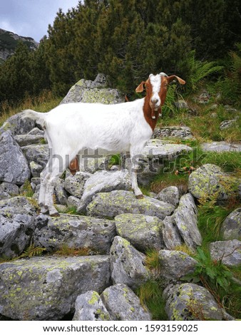 goat on the top of mountain