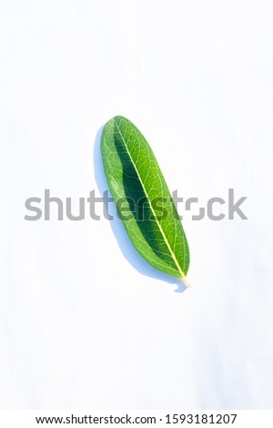  leaves is Mango yawning lime booing in Thailand,White background, Fruit is healthy body