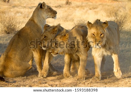 African Lion,  Kalahari desert, South Africa.