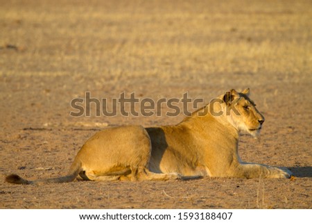 African Lion,  Kalahari desert, South Africa.