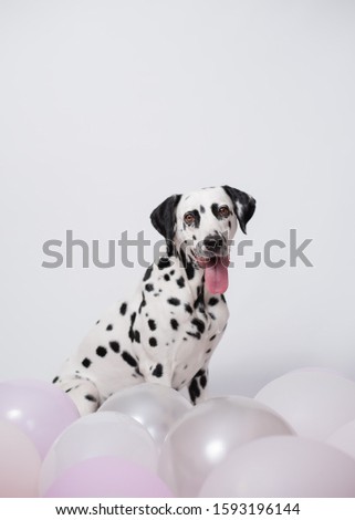 Portrait of Cute Dalmatian Dog sitting among balloons on a white background. The concept of a holiday, birthday. Minimalist postcard. Copy space