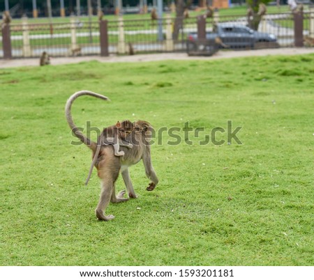A monkey carrying a baby on it's back.