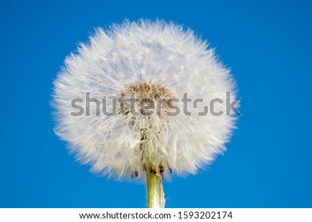 a mature Dandelion flower  in the spring season in Germany