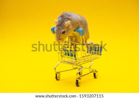 Gray rat inside the shopping cart on a yellow background