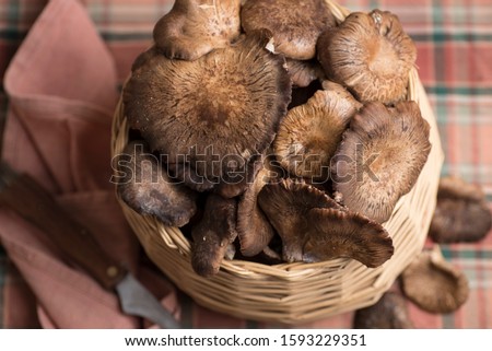fresh wild mushrooms, collected in a basket, on a table with checkered tablecloth