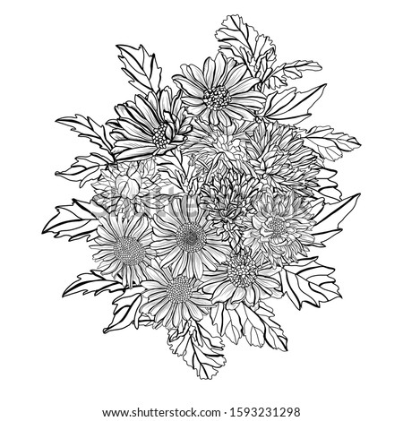 Decorative hand drawn aster  flowers, design elements. Can be used for cards, invitations, banners, posters, print design. Floral background in line art style