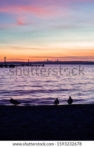 Ducks and seagulls in silhouette in front of a bright, colorful sunset on Lake Washington, looking out at Seattle nightlife starting up.