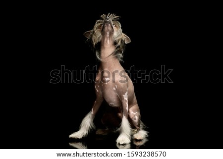 Studio shot of an adorable chinese crested dog looking up curiously
