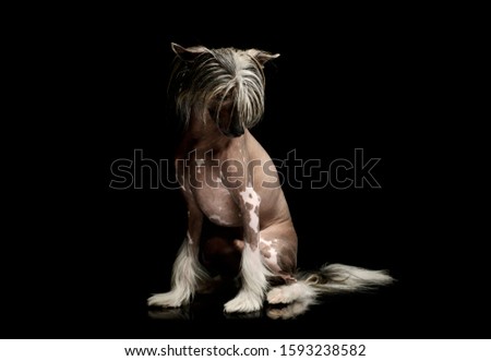 Studio shot of an adorable chinese crested dog sitting and looking shy