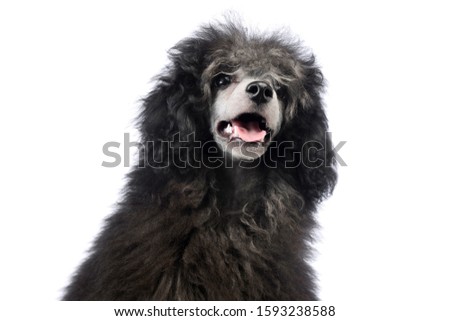 Portrait of an adorable poodle looking satisfied