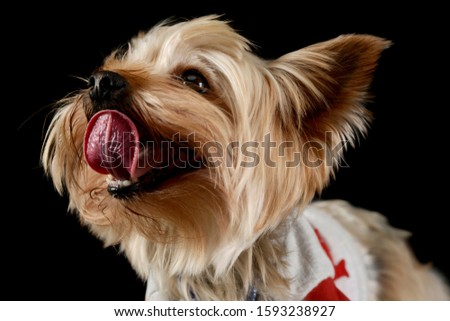 Portrait of an adorable Yorkshire Terrier wearing a t-shirt and looking satisfied