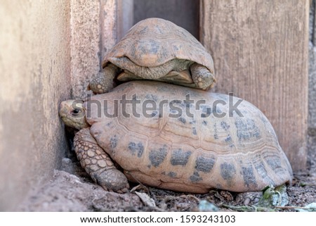 Young land turtle on top of their mother, Tortoise are reptiles of the order Testudines characterized by a special bony or cartilaginous shell developed from their ribs and acting as a shield.