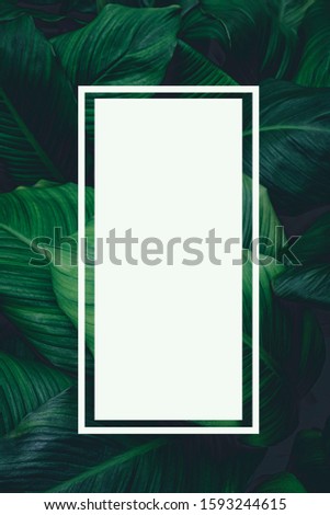 Spathiphyllum cannifolium concept, green abstract texture with white frame, natural background, tropical leaves 