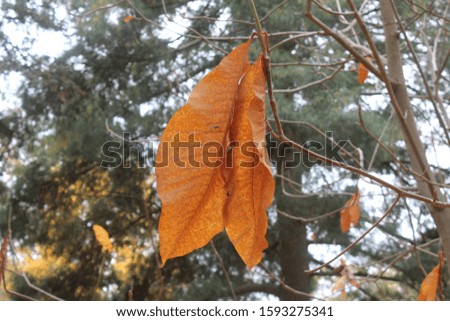 Large Brown Leaves Hanging Off Tree Branches