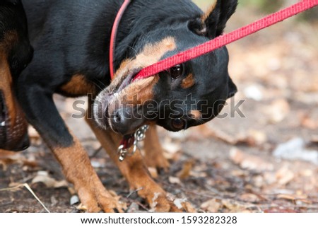 A black and red tan miniature pinscher dog angrily nibbles at its red leash Royalty-Free Stock Photo #1593282328