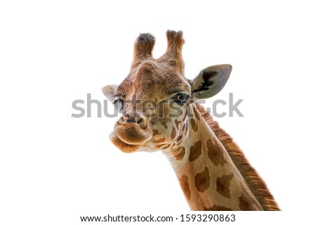 Kordofan giraffe (Giraffa camelopardalis antiquorum) close-up of head against white background