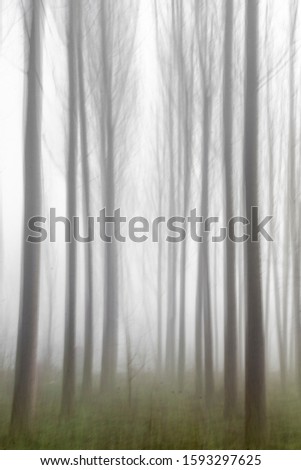 abstract picture. the magical forest