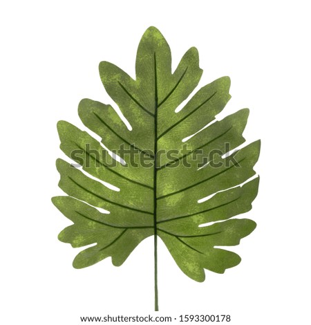 A large leaf of a tropical plant on a white background.