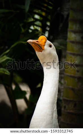 Picture of White Chinese Goose 