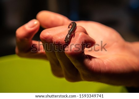 A small baby salamander, a semiaquatic amphibian, threatened species due to habitat loss and changing environment, seen close up in the hand of a man