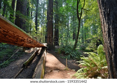 Split Log of Fallen Redwood Tree in Redwood Forest of Northern California Near the Avenue of the Giants
