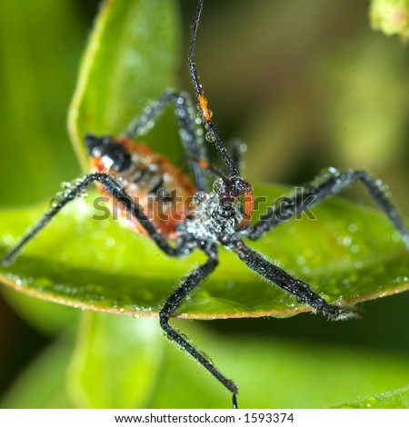 Assassin bug (beneficial for your garden but don't get bite)