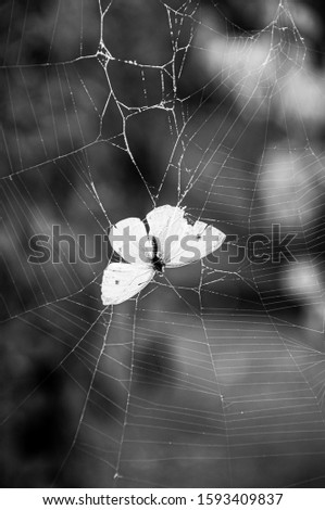 Dramatic black and white scene of death of butterfly Pieris Brassicae trapped into cobweb threads. Concept of life and death. White butterfly wings closeup on blurred background.