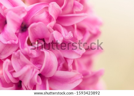 Macro shot of pink hyacinth blooming in the pot. Abstract flower photo with shallow depth of field.