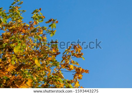 Maple tree with yellow leaves on a background of blue clear sky.
