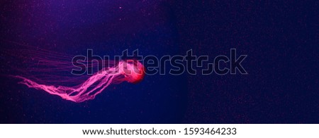 Beautiful coral color jellyfish in neon light floating in the aquarium. Banner with copyspace.