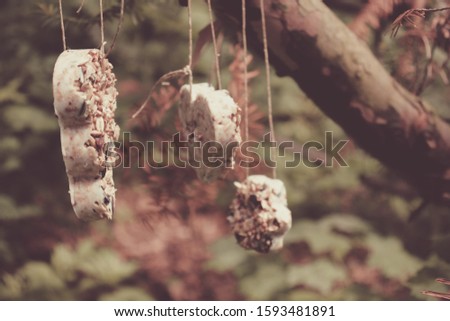 Homemade bird feeder hanging on tree in winter