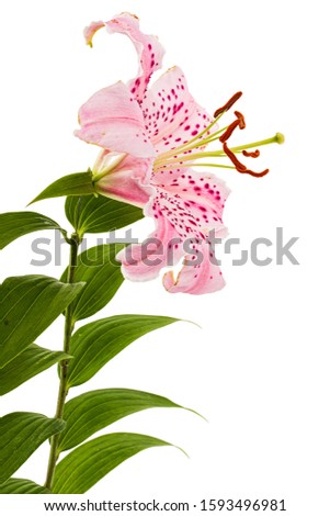 Big pink flower of oriental lily, isolated on white background