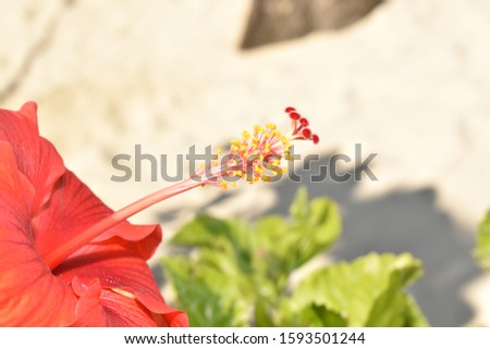 Beautiful hibiscus flower seeds stock image 