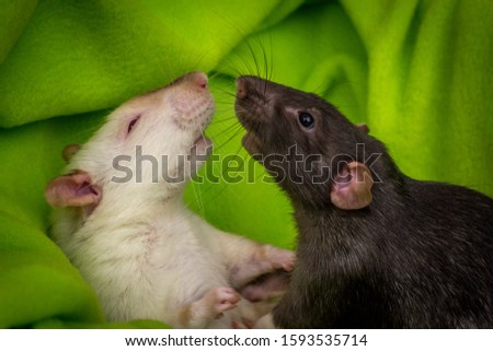 Two fancy pet rats play fighting with green blanket background