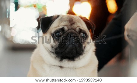Funny pug dog portrait on new year party on city christmas tree, bokeh from garlands in the background