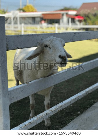Picture of a goat in a goat farm that is open to people visiting and feeding goats