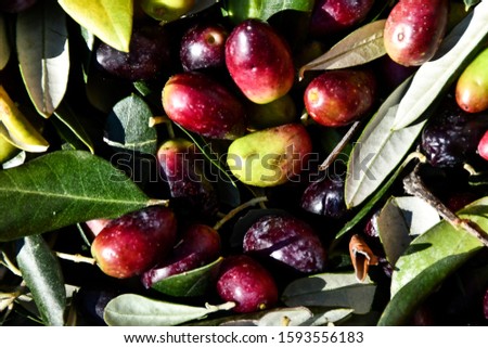 olives on branch, digital photo picture as a background