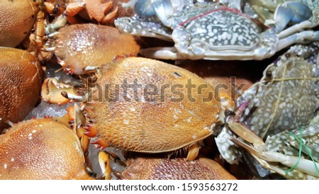 Fresh sea crab for preparing food in Thailand