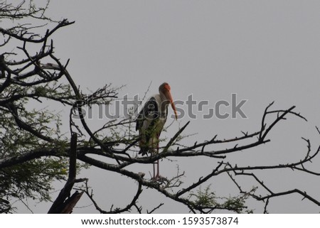 This is an image of painted stork on the branch of the tree 
