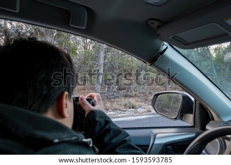 Photographer taking picture of a deer in a car at Grand Canyon National Park, Arizona