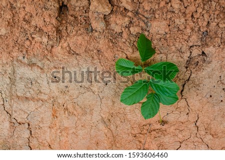 Trees born in the soil layer background