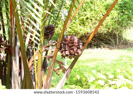A group of Nipa palm's fruits and tree.