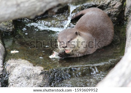 Otter chows down on a fish