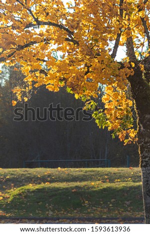 green and fall colored leaves growing together in bunches on branch
