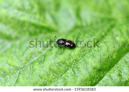 Beetle on a green leaf. Macro horizontal photography