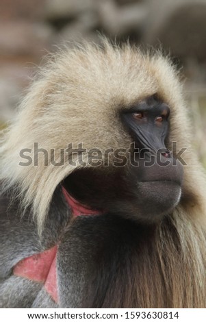 Mail Gelada baboon portret Ethiopia